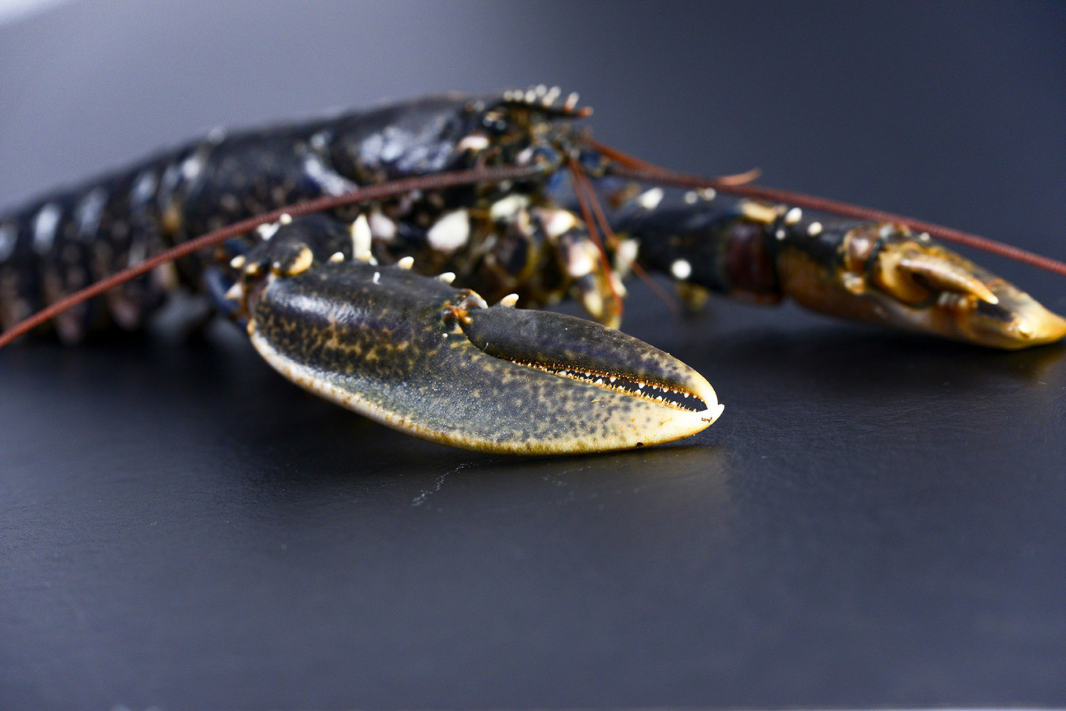 Homard Europe (au kg) - Poissonnerie ROBERT